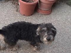 BuddyBoy with original bad haircut 1.jpg